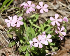 Silene caroliniana