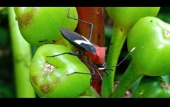 Leptoscelis militaris