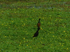 Jacana jacana