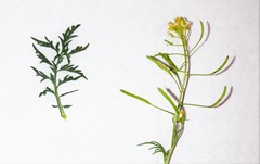 Descurainia nelsonii