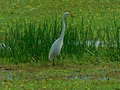 Ardea alba