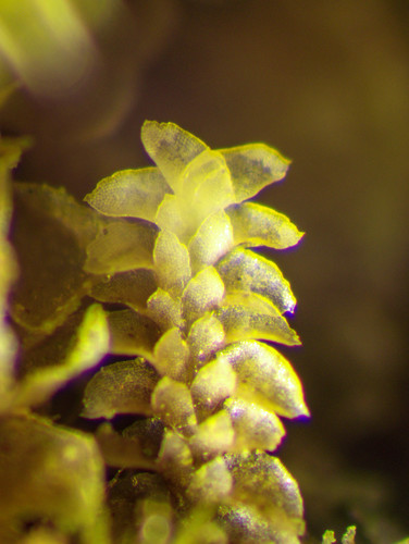 Scapania gymnostomophila