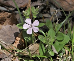 Silene caroliniana
