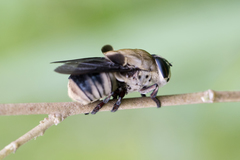 Cuterebra apicalis