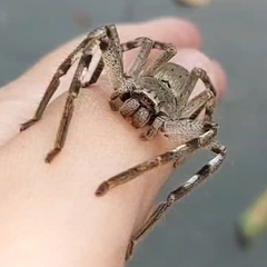 Isopedella victorialis
