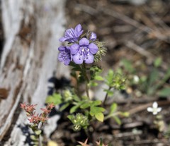 Phacelia maculata