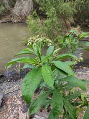 Solanum umbellatum