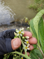 Solanum umbellatum