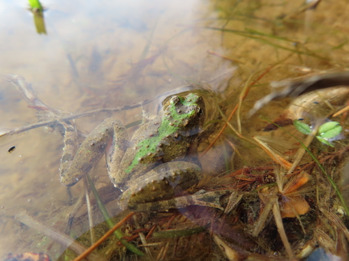 Blanchard's Cricket Frog photographed in Indiana