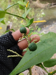 Solanum umbellatum