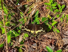 Papilio palamedes