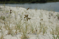 Carex sabulosa