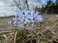 Phlox bifida