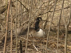 Branta canadensis