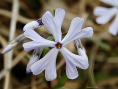 Phlox bifida