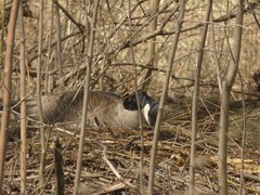 Branta canadensis