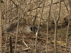 Branta canadensis