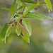 Quercus laurifolia - Photo (c) Mary Keim, algunos derechos reservados (CC BY-NC-SA)