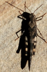 Trimerotropis fontana