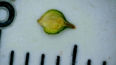 Carex fissa