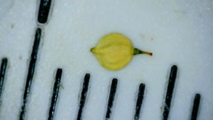 Carex fissa