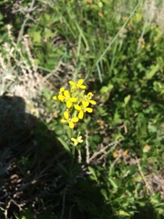 Erysimum inconspicuum
