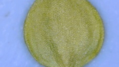 Carex fissa