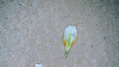 Carex fissa