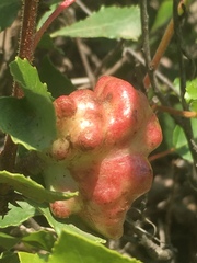 Pemphigus vesicarius