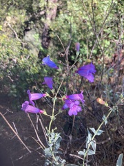 Penstemon heterophyllus purdyi