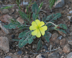Oenothera primiveris bufonis