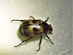 Anomala binotata