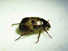 Anomala binotata