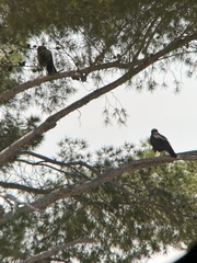 Parabuteo unicinctus