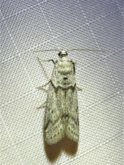 Myelopsis alatella