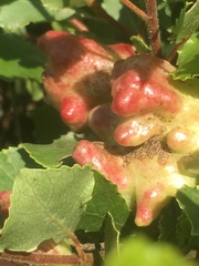 Pemphigus vesicarius