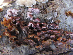 Hypomyces polyporinus