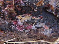 Hypomyces polyporinus