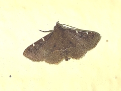 Antiblemma concinnula