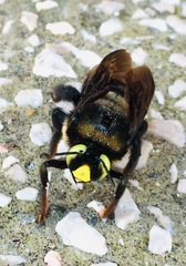 Xylocopa cyanea