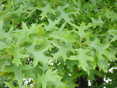 Quercus