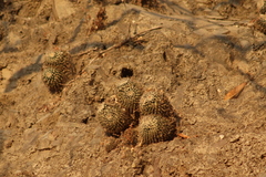 Mammillaria beiselii