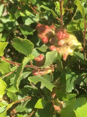 Pemphigus vesicarius