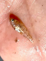 Micropogonias undulatus