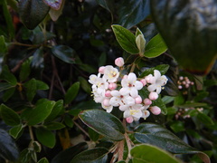 Viburnum × burkwoodii