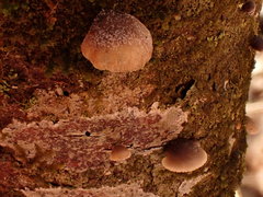Panellus violaceofulvus