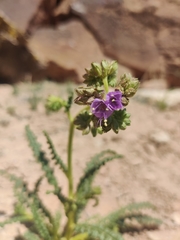Phacelia corrugata