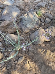 Boechera centrifendleri