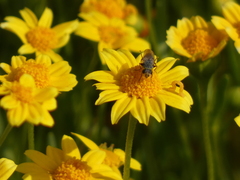 Tetropismenus hirtus