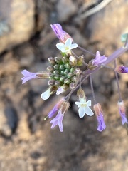 Boechera centrifendleri